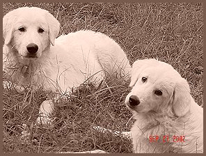 LGD Puppies
