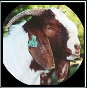 African Abner