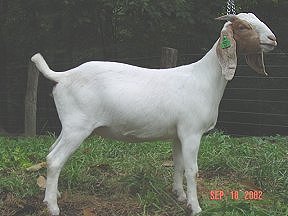 Lilly
