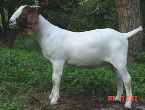 CSF Tursabel