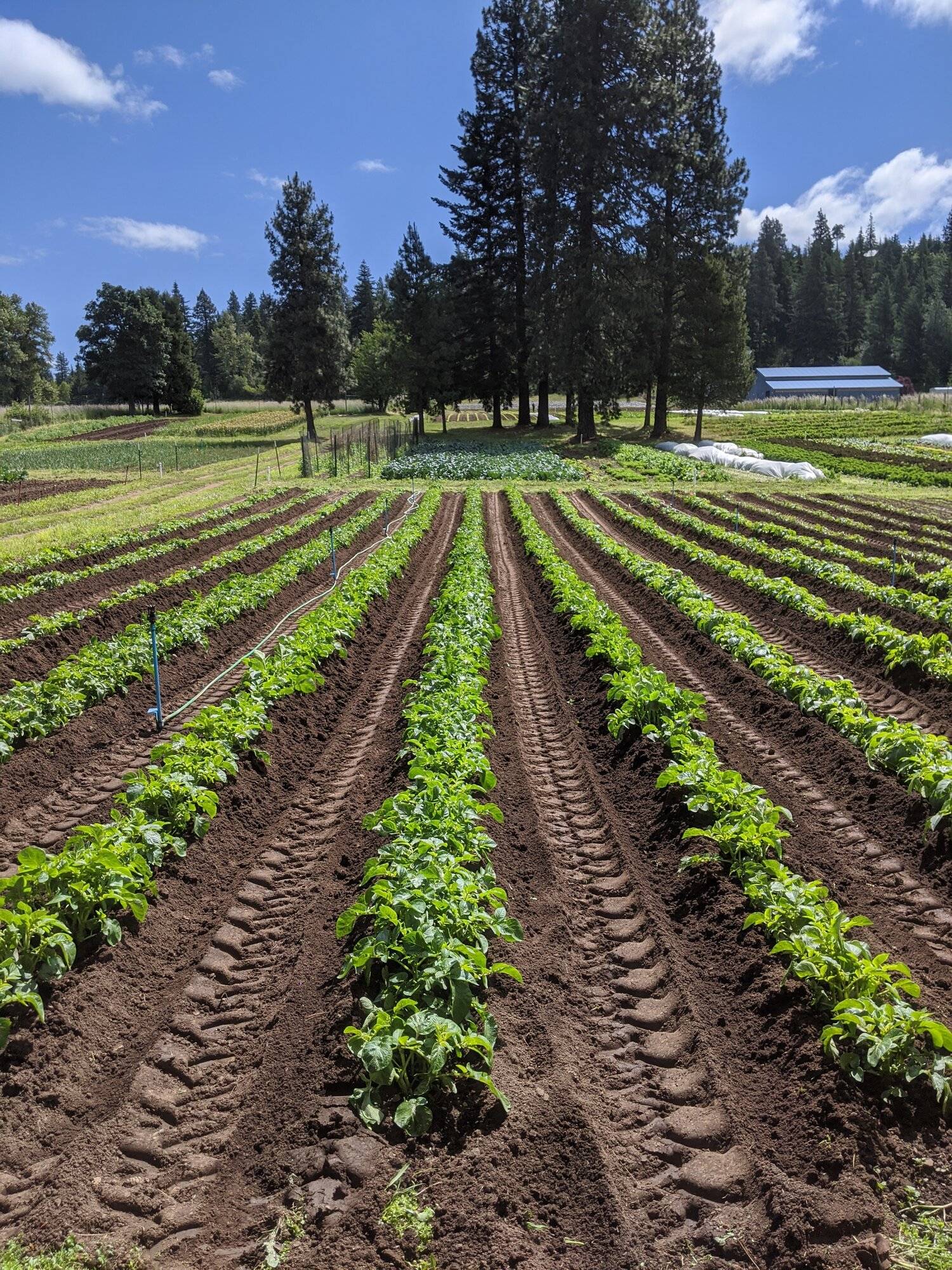 farm