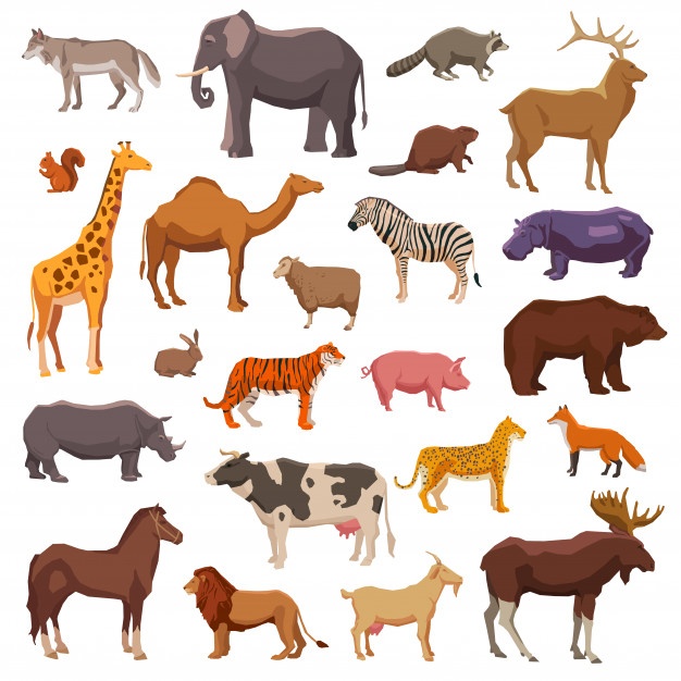 animals