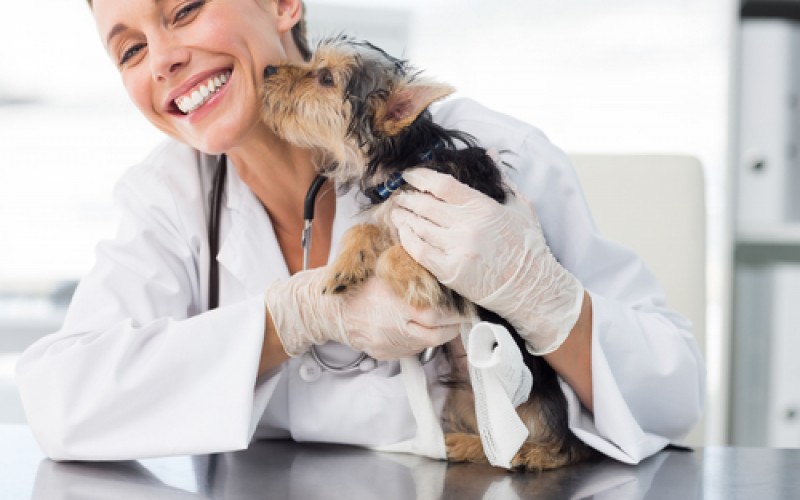 animal care