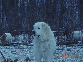 On Guard