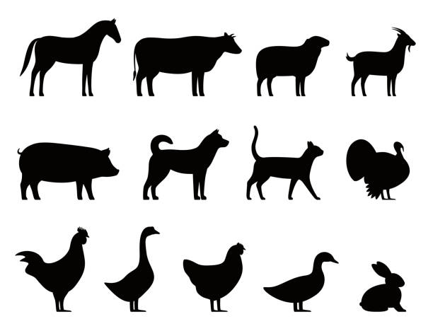 livestocks