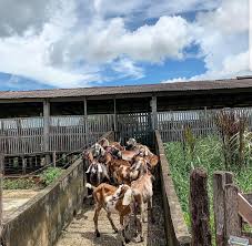 livestocks