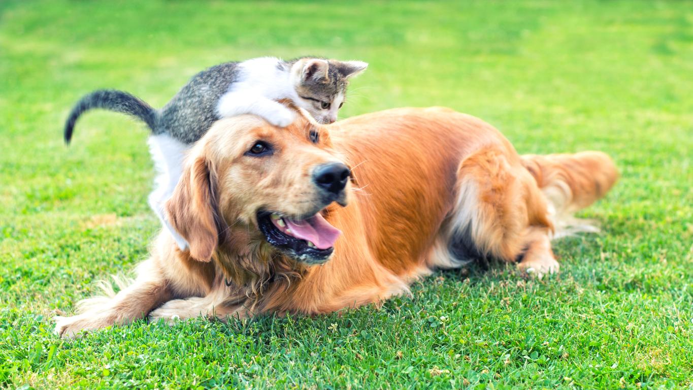 animal care