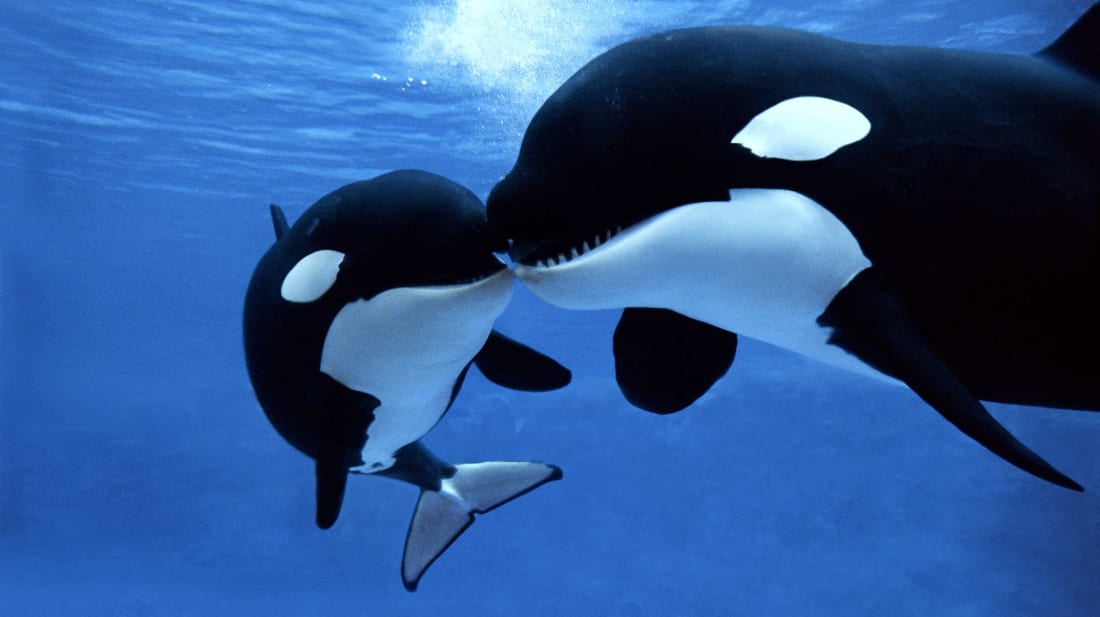 animals