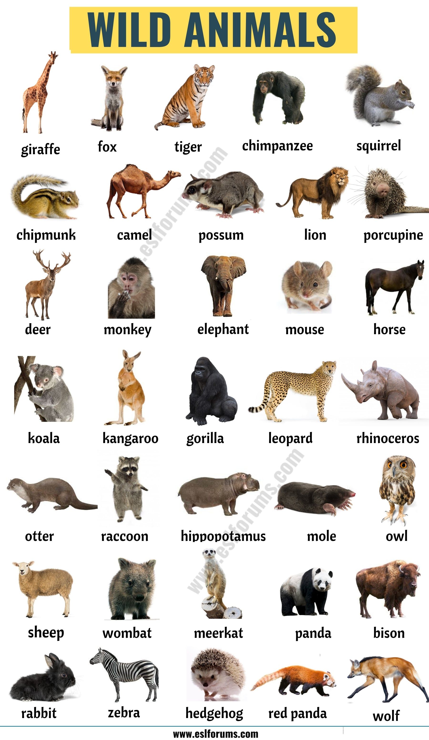 animals