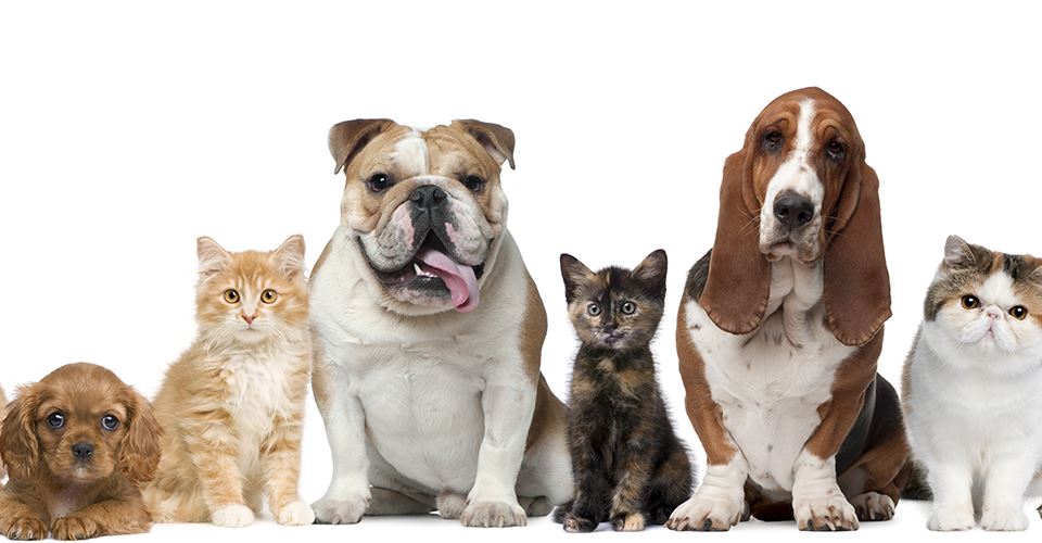 animal care